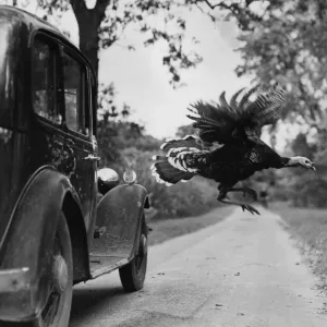 Flying Turkey