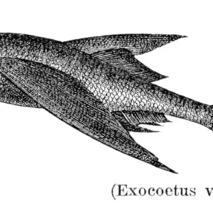 Flyingfish fish engraving 1897 Flyingfish fish engraving 1897