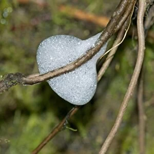 Foam nest of the spittlebug larvae -Aphrophoridae-, Tandayapa region, Andean cloud forest, Ecuador, South America