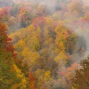 Fog over autumn colored forest, North Carolina, USA Fog over autumn colored forest, North Carolina, USA