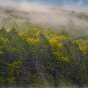Fog over forest, Delaware Water Gap Recreational Area, Pennsylvania, USA