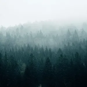 Foggy day in the forest Foggy day in the forest