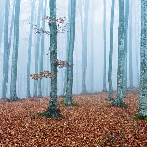 foggy forest in autumn to winter