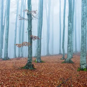 Autumn Fog Print Autumn Fog Print