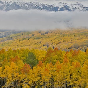 Foggy morning on Ohio Pass with Aspens in Fall color near Crested Butte, Colorado, USA