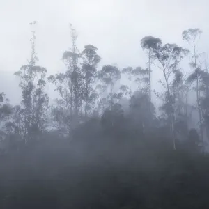 Foggy trees, Ribeiro De Frio, Madeira, Portugal