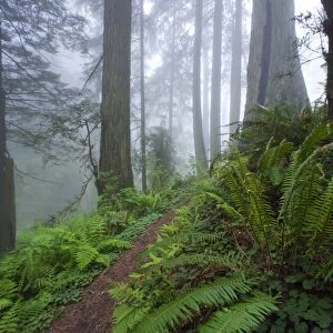 Footpath through Coast redwoods and fog