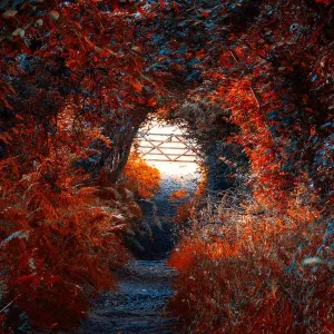 Footpath, Llangorse, Brecon Beacons, Wales