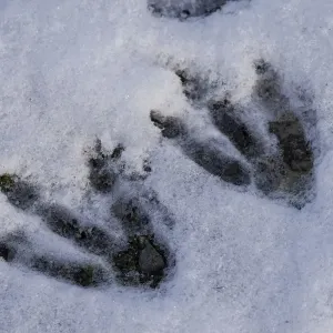 Gentoo Penguin Footprints in Snow Print Gentoo Penguin Footprints in Snow Print