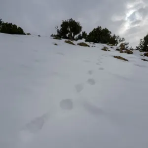 Footprints in snow, High Atlas Mountains, Imlil, Morocco