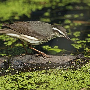 Foraging Louisiana waterthrush on spring pond