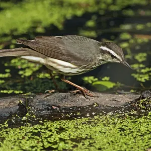 Foraging Louisiana waterthrush on spring pond Foraging Louisiana waterthrush on spring pond