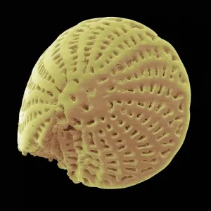 Foraminiferan microfossil, SEM Foraminiferan microfossil, SEM
