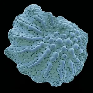 Foraminiferan Microfossil Print