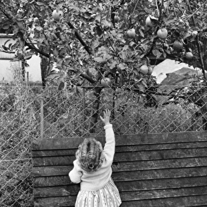 Forbidden Fruit; A young girl endeavours to pick an apple from the tree
