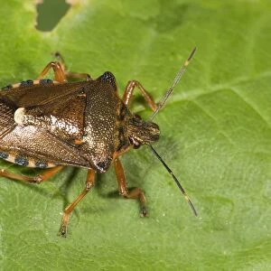 Forest bug -Pentoma rufipes-, Untergroeningen, Baden-Wuerttemberg, Germany, Europe