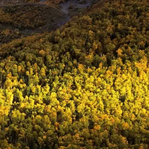Forest in Fall, Gros Morne National Park, Newfoundland, Canada