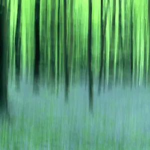 Wald von Halle, Belgien Wald von Halle, Belgien