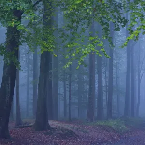 Wald von Halle im Herbst mit Nebel, Belgien Wald von Halle im Herbst mit Nebel, Belgien