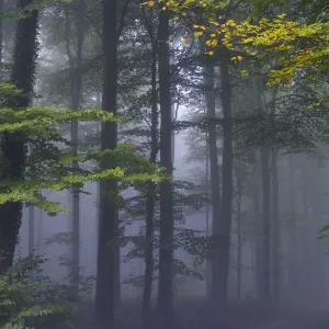 Forest of Halle in fall with fog, Belgium Forest of Halle in fall with fog, Belgium