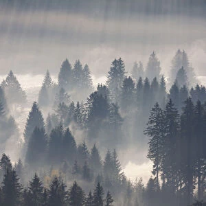 Forest with morning fog, Black Forest, Breisgau in the Black Forest, Baden-Wuerttemberg, Germany, Europe