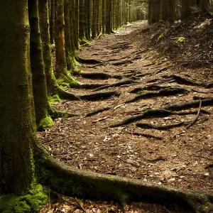 Forest path Forest path