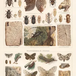 Forest pest: beetles and moth, chromolithograph, published in 1897