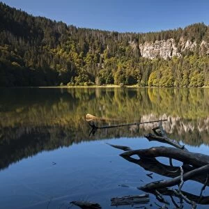 Forest being reflected in lake Feldsee, Feldberg, Black Forest mountain range, Baden-Wuerttemberg, Germany, Europe
