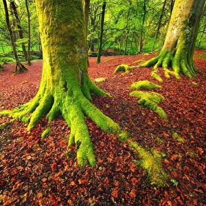 Forest Scene with Moss Covered Trees and Red Fallen Leaves at the Dens of Moness, Birks of Aberfeldy, Scotland