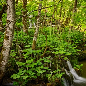 Forest and Small Waterfall at Plitvice Lakes National Park