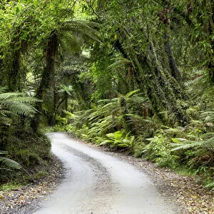 Forest trail in the middle of a New Zealand jungle, Ruatapu, West Coast Region, New Zealand