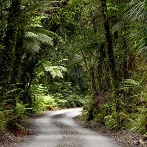 Forest trail in the middle of a New Zealand jungle, Ruatapu, West Coast Region, New Zealand