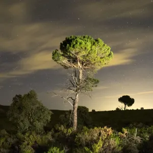 Forest without trees by fire overnight star Forest without trees by fire overnight star