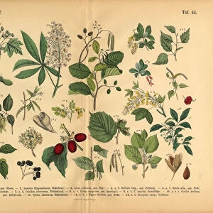 Forest Trees and Plants, Victorian Botanical Illustration