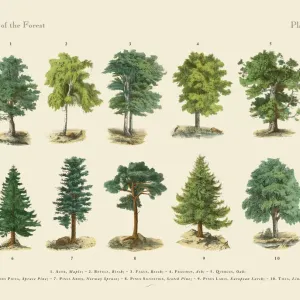 The Magical World of Illustration