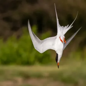 Forster's Tern Flight Print Forster's Tern Flight Print
