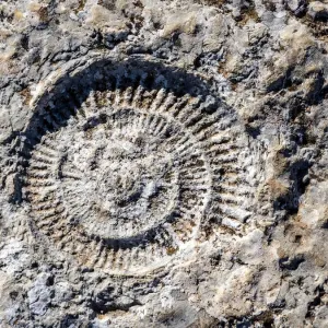 Fossil of ammonites outdoors in nature Fossil of ammonites outdoors in nature
