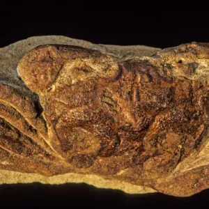 FOSSIL CRAB--CRUSTACEAN FOSSIL CRAB--CRUSTACEAN