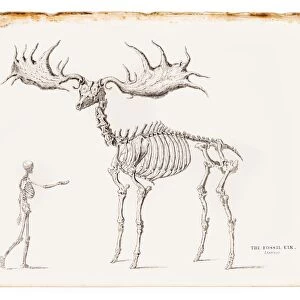 The fossil elk engraving 1855