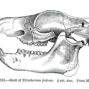 Fossil skull engraving 1883 Fossil skull engraving 1883