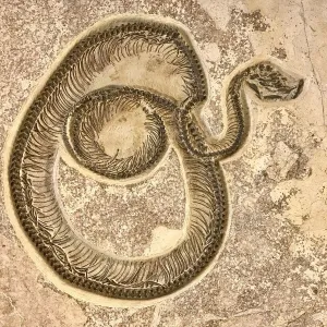 Fossil Snake Print, Green River Formation, Wyoming
