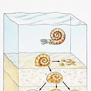 Fossilization at sea with shell moving through earth layers underwater