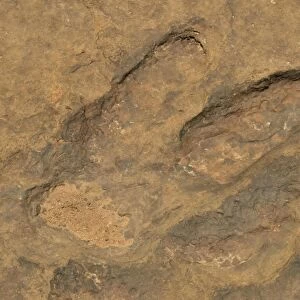 Fossilized footprints of a Tyrannosaurus rex near the village of Mananga, Cameroon, Central Africa, Africa