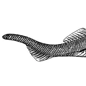 Fossils from the Paleozoic Era, Eucephalaspis Lyelli (fish)