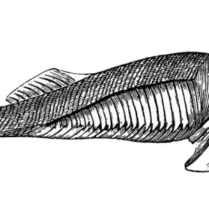 Paleozoic Era Fossil Print of Eucephalaspis Lyelli Fish