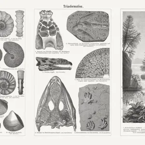 Triassic Fossils and Plants Woodcut Print