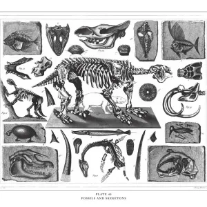 Fossils and Skeletons Engraving Antique Illustration, Published 1851 Fossils and Skeletons Engraving Antique Illustration, Published 1851