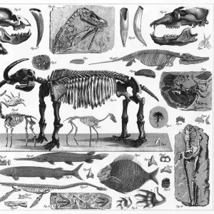 Fossils, Tracks and Skeletons Engraving