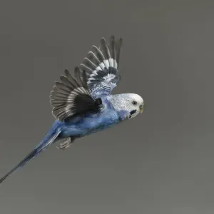 Vuelo Vuelo