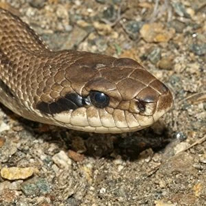 Four-lined Snake -Elaphe quatorlineata-, Lake Kerkini area, Central Macedonia, Greece